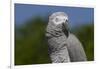 African Gray Parrot (Psittacus Erithacus)-Lynn M^ Stone-Framed Photographic Print