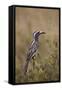 African Grey Hornbill (African Gray Hornbill) (Tockus Nasutus)-James Hager-Framed Stretched Canvas