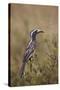 African Grey Hornbill (African Gray Hornbill) (Tockus Nasutus)-James Hager-Stretched Canvas