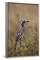 African Grey Hornbill (African Gray Hornbill) (Tockus Nasutus)-James Hager-Framed Photographic Print