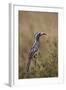 African Grey Hornbill (African Gray Hornbill) (Tockus Nasutus)-James Hager-Framed Photographic Print