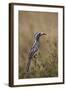 African Grey Hornbill (African Gray Hornbill) (Tockus Nasutus)-James Hager-Framed Photographic Print