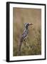 African Grey Hornbill (African Gray Hornbill) (Tockus Nasutus)-James Hager-Framed Photographic Print