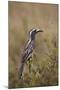 African Grey Hornbill (African Gray Hornbill) (Tockus Nasutus)-James Hager-Mounted Photographic Print