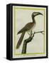 African Grey Hornbill-Georges-Louis Buffon-Framed Stretched Canvas