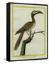 African Grey Hornbill-Georges-Louis Buffon-Framed Stretched Canvas