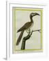 African Grey Hornbill-Georges-Louis Buffon-Framed Giclee Print