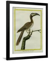 African Grey Hornbill-Georges-Louis Buffon-Framed Giclee Print