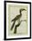 African Grey Hornbill-Georges-Louis Buffon-Framed Giclee Print