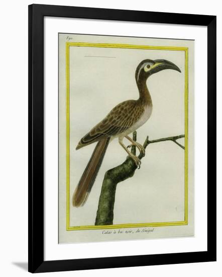 African Grey Hornbill-Georges-Louis Buffon-Framed Giclee Print