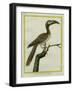 African Grey Hornbill-Georges-Louis Buffon-Framed Giclee Print