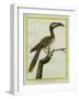 African Grey Hornbill-Georges-Louis Buffon-Framed Giclee Print