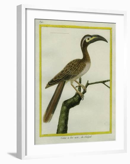 African Grey Hornbill-Georges-Louis Buffon-Framed Giclee Print