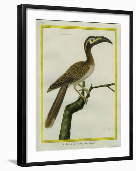 African Grey Hornbill-Georges-Louis Buffon-Framed Giclee Print