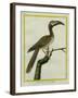 African Grey Hornbill-Georges-Louis Buffon-Framed Giclee Print