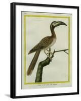 African Grey Hornbill-Georges-Louis Buffon-Framed Giclee Print