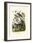 African Grey Parrot, 1833-39-null-Framed Giclee Print