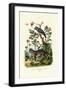 African Grey Parrot, 1833-39-null-Framed Giclee Print