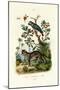 African Grey Parrot, 1833-39-null-Mounted Giclee Print