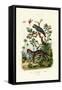 African Grey Parrot, 1833-39-null-Framed Stretched Canvas