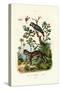 African Grey Parrot, 1833-39-null-Stretched Canvas