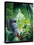 African Grey Parrot, 1990-Sandra Lawrence-Stretched Canvas