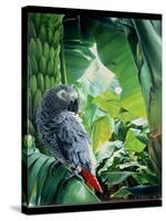 African Grey Parrot, 1990-Sandra Lawrence-Stretched Canvas