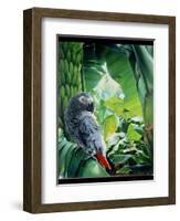 African Grey Parrot, 1990-Sandra Lawrence-Framed Giclee Print