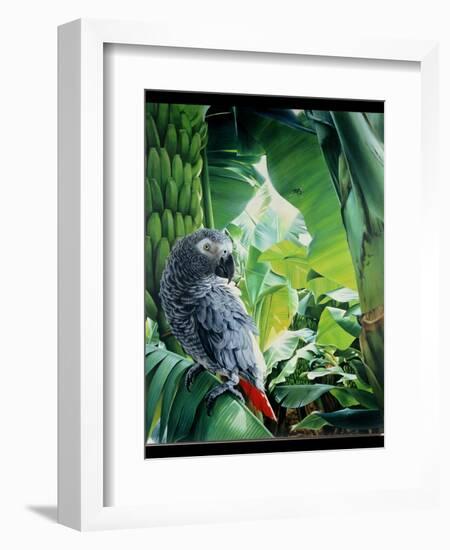 African Grey Parrot, 1990-Sandra Lawrence-Framed Giclee Print