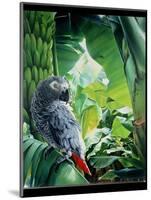 African Grey Parrot, 1990-Sandra Lawrence-Mounted Giclee Print