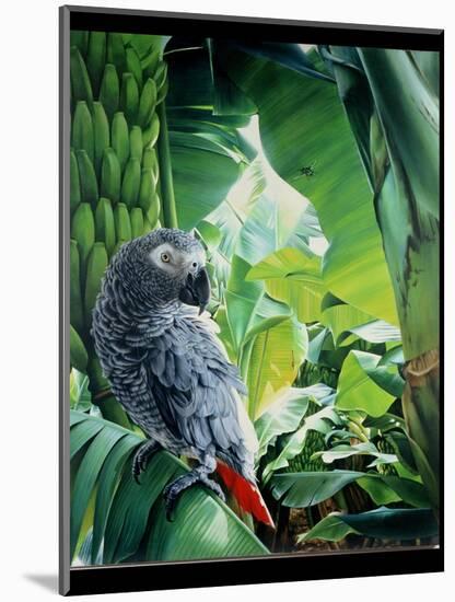 African Grey Parrot, 1990-Sandra Lawrence-Mounted Giclee Print