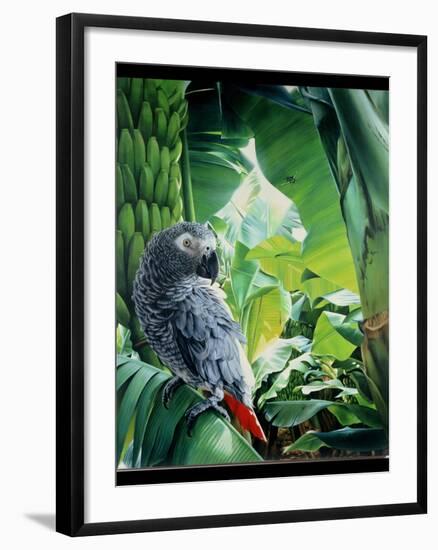 African Grey Parrot, 1990-Sandra Lawrence-Framed Giclee Print