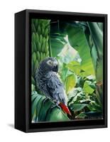 African Grey Parrot, 1990-Sandra Lawrence-Framed Stretched Canvas