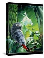 African Grey Parrot, 1990-Sandra Lawrence-Stretched Canvas