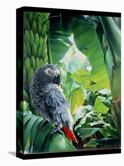 African Grey Parrot, 1990-Sandra Lawrence-Stretched Canvas