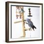 African Grey Parrot on Perched with Toys-null-Framed Photographic Print