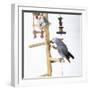 African Grey Parrot on Perched with Toys-null-Framed Photographic Print