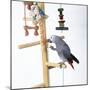 African Grey Parrot on Perched with Toys-null-Mounted Photographic Print