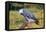 African Grey Parrot-null-Framed Stretched Canvas