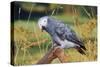 African Grey Parrot-null-Stretched Canvas