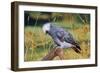 African Grey Parrot-null-Framed Photographic Print