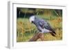 African Grey Parrot-null-Framed Photographic Print