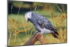 African Grey Parrot-null-Mounted Photographic Print