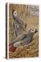 African Grey Parrot-null-Stretched Canvas