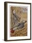 African Grey Parrot-null-Framed Photographic Print