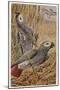 African Grey Parrot-null-Mounted Photographic Print