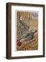 African Grey Parrot-null-Framed Photographic Print