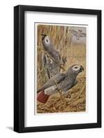 African Grey Parrot-null-Framed Photographic Print