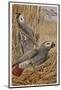 African Grey Parrot-null-Mounted Photographic Print