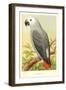 African Grey Parrot-null-Framed Art Print